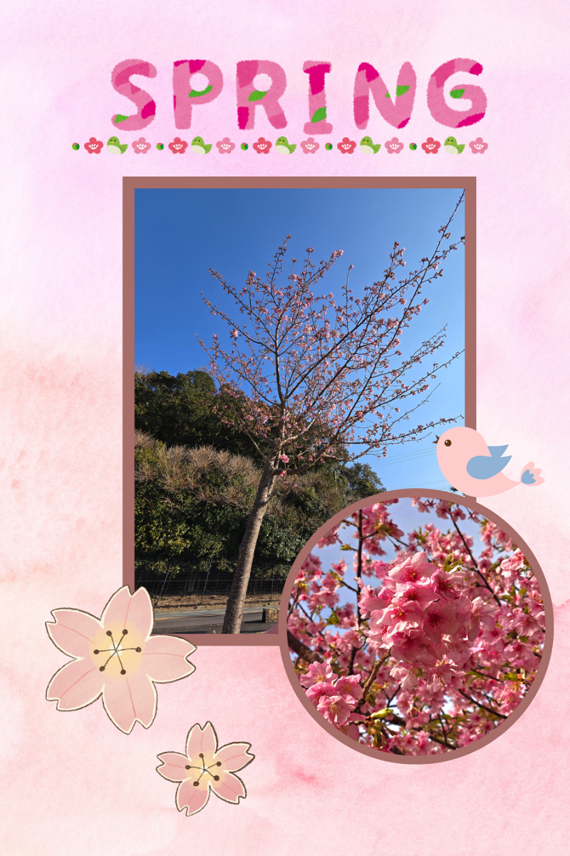 早咲き桜が開花